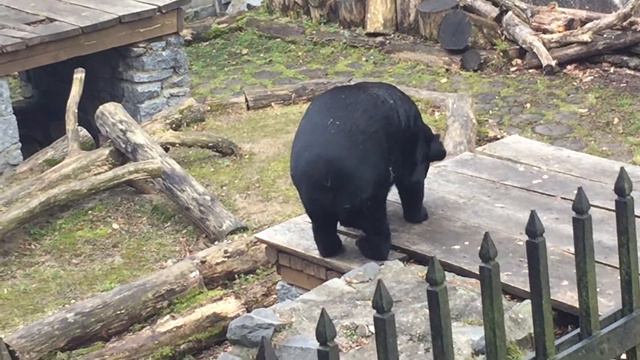 Медведь балдеет смотреть онлайн