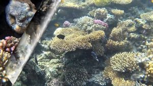 КРАСНОЕ МОРЕ. СНОРКЛИНГ| Рыбы, моллюски в Хургаде с названиями