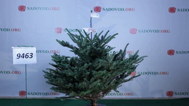 9463 Пихта Нобилис Благородная 1.25 - 1.50 м. смотреть онлайн