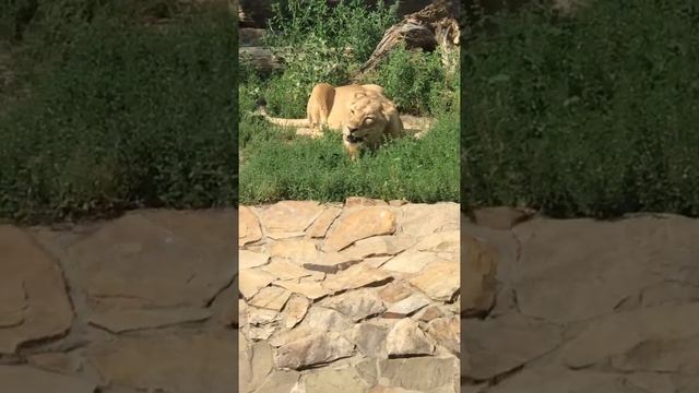Львы в московском зоопарке/Lions in the Moscow Zoo смотреть онлайн