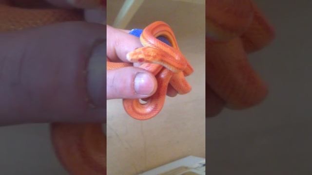 Elaphe guttata guttata - Aberrant Albino Striped смотреть онлайн