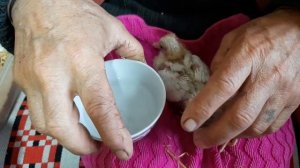 Кормление птенцов голубей - 2