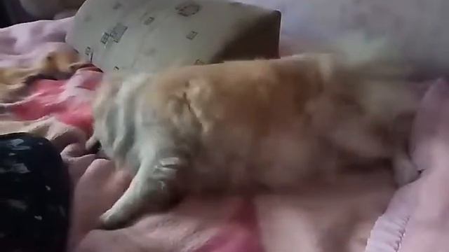 Чихуахуа Фрай. Закапали в ушки. Бешеный пёс. смотреть онлайн