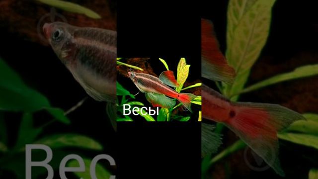 Яка вы рыба по знаку зодиака 🙃 смотреть онлайн