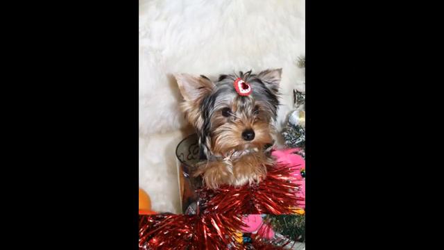 Продаются щекни йорки.avi смотреть онлайн