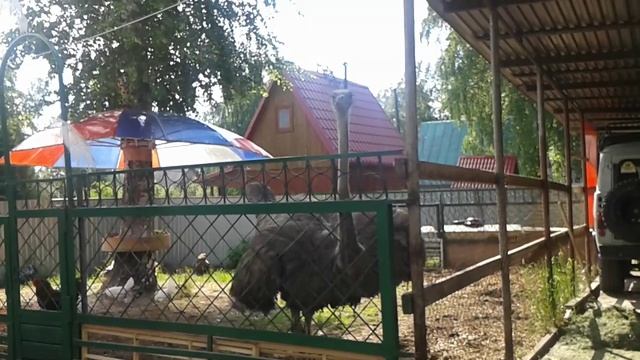 Вы только посмотрите, какой огромный страус! смотреть онлайн