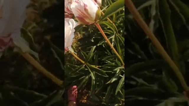 Пион Кэнди Страйп (Candy Stripe Paeonia) смотреть онлайн