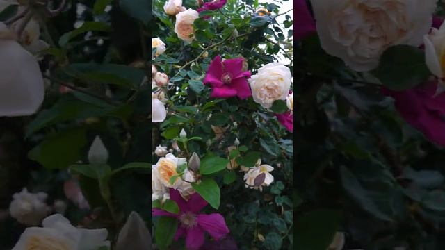 David Rose Teasing Georgia + Royal Pageant+Clematis Ernest Markham （每日春花：奥斯汀月季 欢笑格鲁吉亚+皇家宴会+铁线莲 东方晨曲 смотреть онлайн