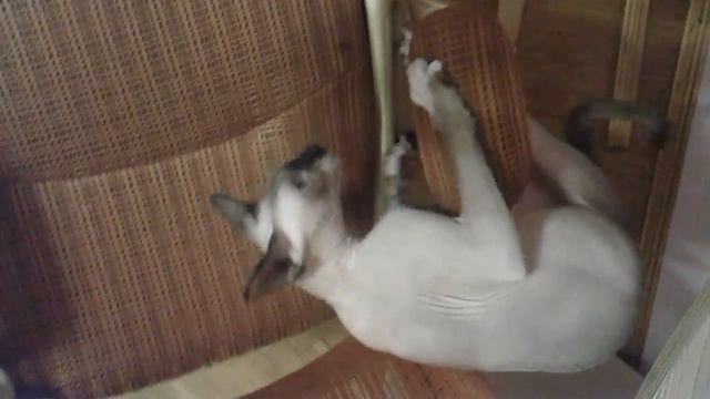 Смешные кошки, Сфинксы, кошки, котики, #играются смотреть онлайн