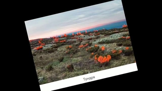 #корочеговоря #короткие видео Чем отличается тундра и тайга смотреть онлайн