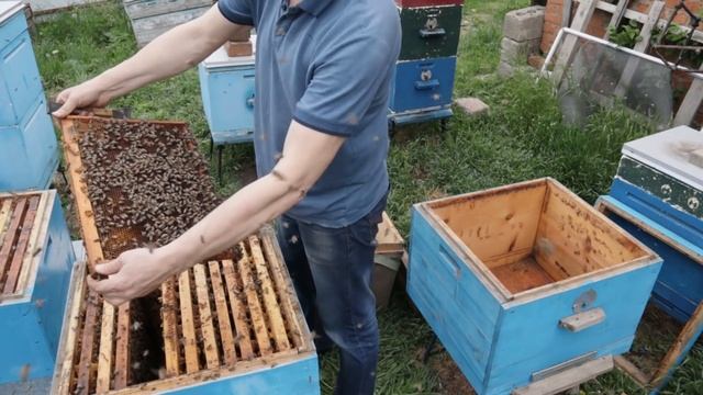 02 05 20 20 г Как предотвратить роение С применением РАЗДЕЛИТЕЛЬНОЙ РЕШЁТКОЙ. смотреть онлайн