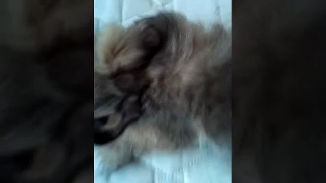 SWEET DOG PEKİNGESE смотреть онлайн