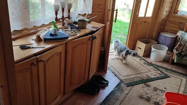 Выпускаем Соню и Мартина на волю после долгой дороги на дачу смотреть онлайн