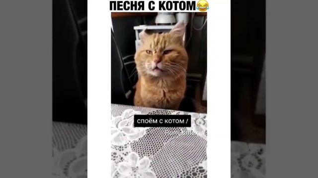 Обожаю этого поющего чуду ) смотреть онлайн