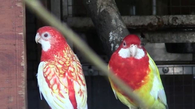 Rozella białolica - Platycercus eximius смотреть онлайн
