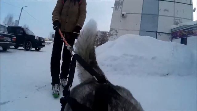 Собачья упряжка смотреть онлайн