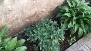 Ленивая клумба. Практично и без усилий.