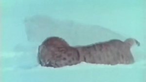 РЫСЬ против ВОЛКА ! КТО СИЛЬНЕЕ ?