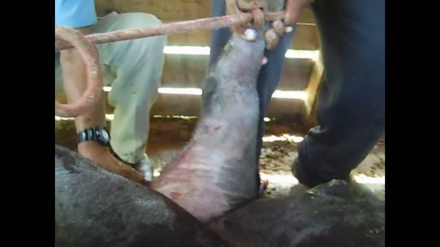 rancho dos paula ... capando porco 2 смотреть онлайн