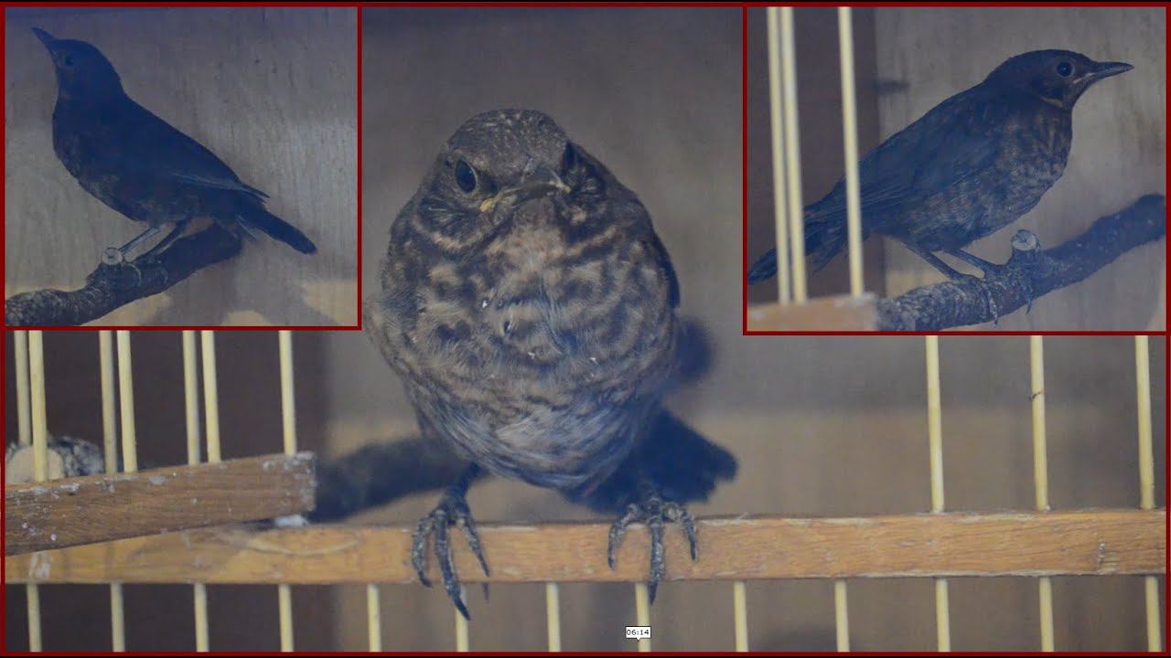 Птенцы черного дрозда, выкормыши. #2