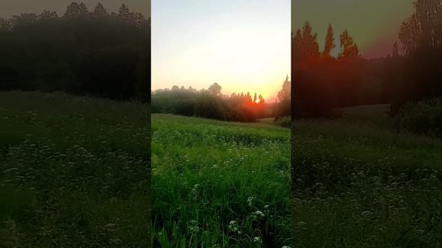 за городом,красота и звуки природы,дуб черешчатый 193года смотреть онлайн
