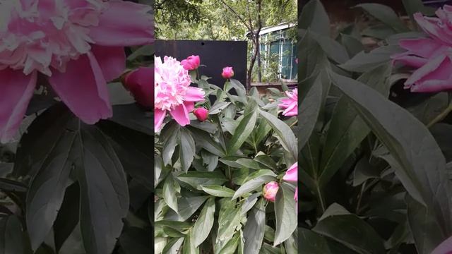 ПИОНОВОЕ БЛАЖЕНСТВО / Сошла с ума от запаха пионов / Розовые пионы цветут /НАША ДАЧА смотреть онлайн