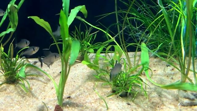 Black Phantom tetra (Hyphessobrycon megalopterus ) смотреть онлайн