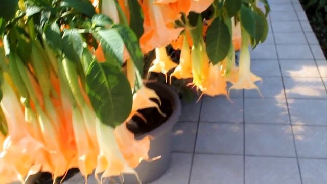 Incroyable floraison sur un brugmansia смотреть онлайн