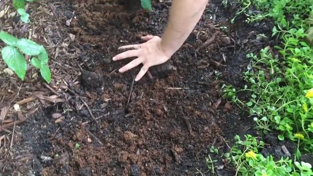 Grow Morel Mushrooms At Home ~ Modification Of Mushroom Bed ~ Part 4 смотреть онлайн