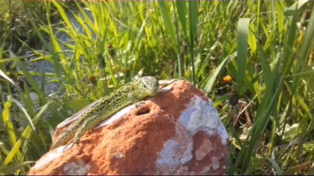 Что происходит весной смотреть онлайн