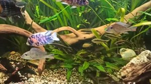 Мой аквариум 500 литров, Цихлиды, Аквариумные рыбы, растения в аквариуме с цихлидами, грунт