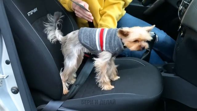 Как сделать удивительный домик для котенка из подручных средств ? Best Pet Hacks by 5-Minute Crafts смотреть онлайн