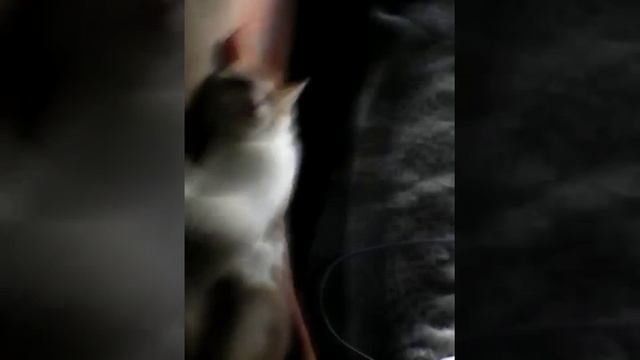 Вот как надо мучить кота? смотреть онлайн