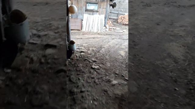 Готовимся к снегопаду, прячем машины под навес.