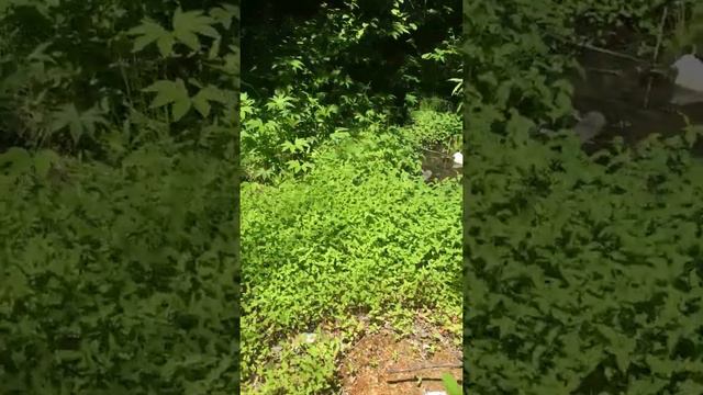 Лягушка-холодушка смотреть онлайн