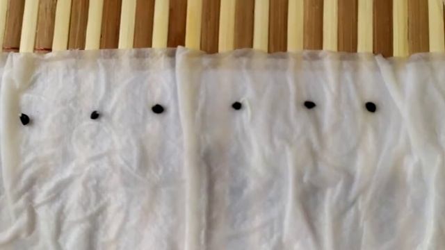 Семена ФЕНХЕЛЬ, ДЫНЯ, АСТРА, ЛУК проклюнулись/Какие семена брала смотреть онлайн