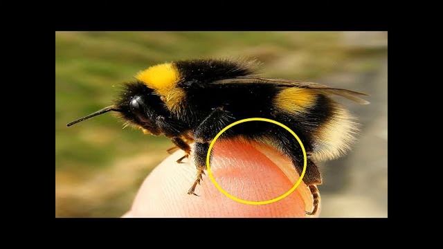 Этюды Отражений