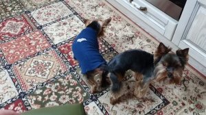 Вязка йоркширских терьеров,что нужно знать!