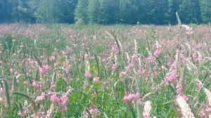 ЭСПАРЦЕТ как МЕДОНОС, СИДЕРАТ, КОРМ ДЛЯ ЖИВОТНЫХ. Доступные медоносы. АРТУРА&ПАСЕКА.