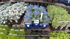 16 Многолетних Цветов Которые Нужно Выращивать Из Семян