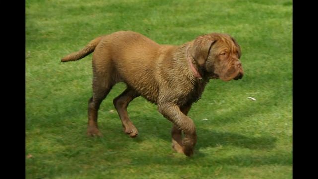 Бордоский дог/Dogue de Bordeaux (порода собак HD slide show)! смотреть онлайн