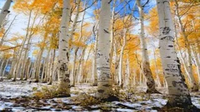 золотая осень смотреть онлайн