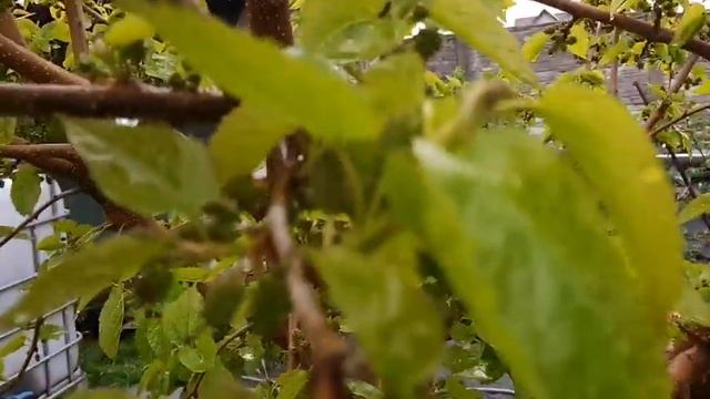 Сад в мае. Миндаль, фундук, шелковица. смотреть онлайн