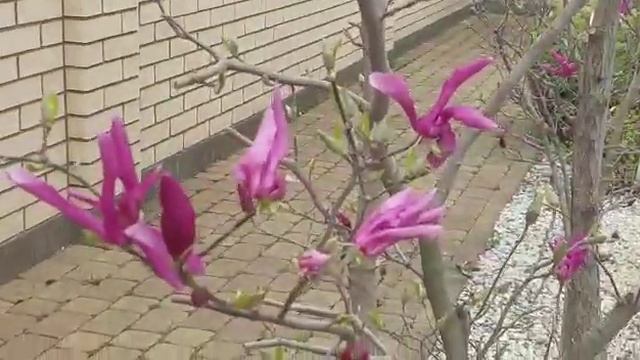 ПРОДОЛЖАЮТ ЦВЕСТИ МАГНОЛИИ"РУСТИКА РУБРА",ЛИЛИЕЦВЕТНАЯ,СУЛАНЖА,КИЗИЛ/ЖЕЛТЫЕ ЦВЕТОЧКИ/,ФОРЗИЦИЯ!??? смотреть онлайн