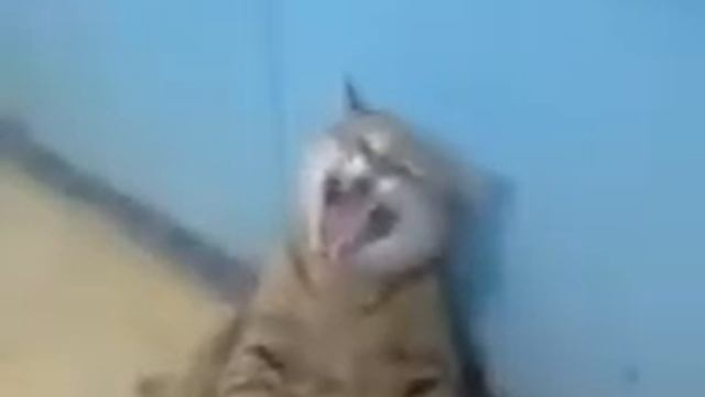 наш кот Вася смотреть онлайн