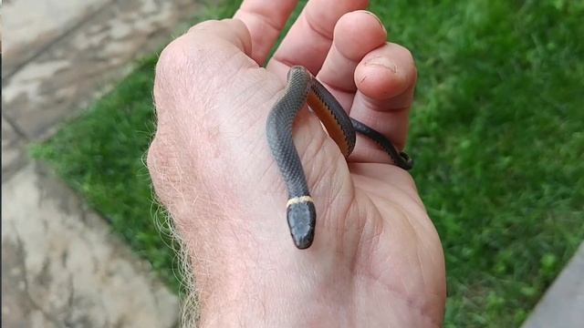Everything you need to know about Ring-necked snakes! (Diadophis punctuatus) смотреть онлайн