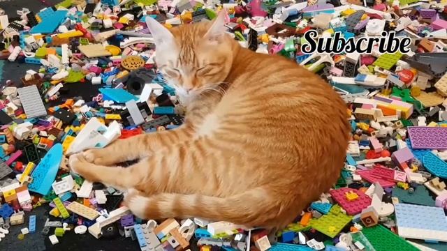 Lazy cat sleeping on lego bricks смотреть онлайн