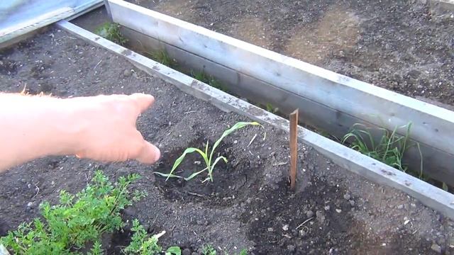 Картошка с глазков на высоких грядках Теплые грядки на 8 июня 2018 Сибирь картофель смотреть онлайн