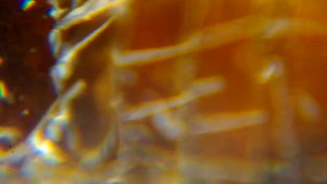 Блоха под микроскопом смотреть онлайн