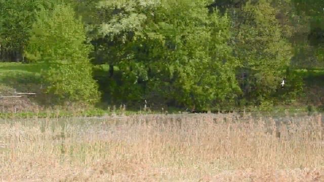 Чибис в Битцевском лесу смотреть онлайн